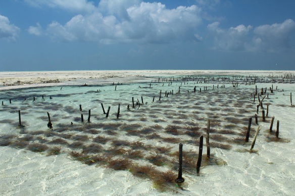 Rows of seaweed line the shallow pools left at low tide in Jambiani. Photo by Gemina Garland-Lewis. 